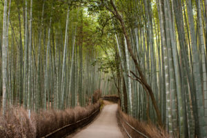 Calming and serene photo of the Bamboo Groves in Kyoto