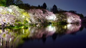 Japan Cherry Blossom Tour