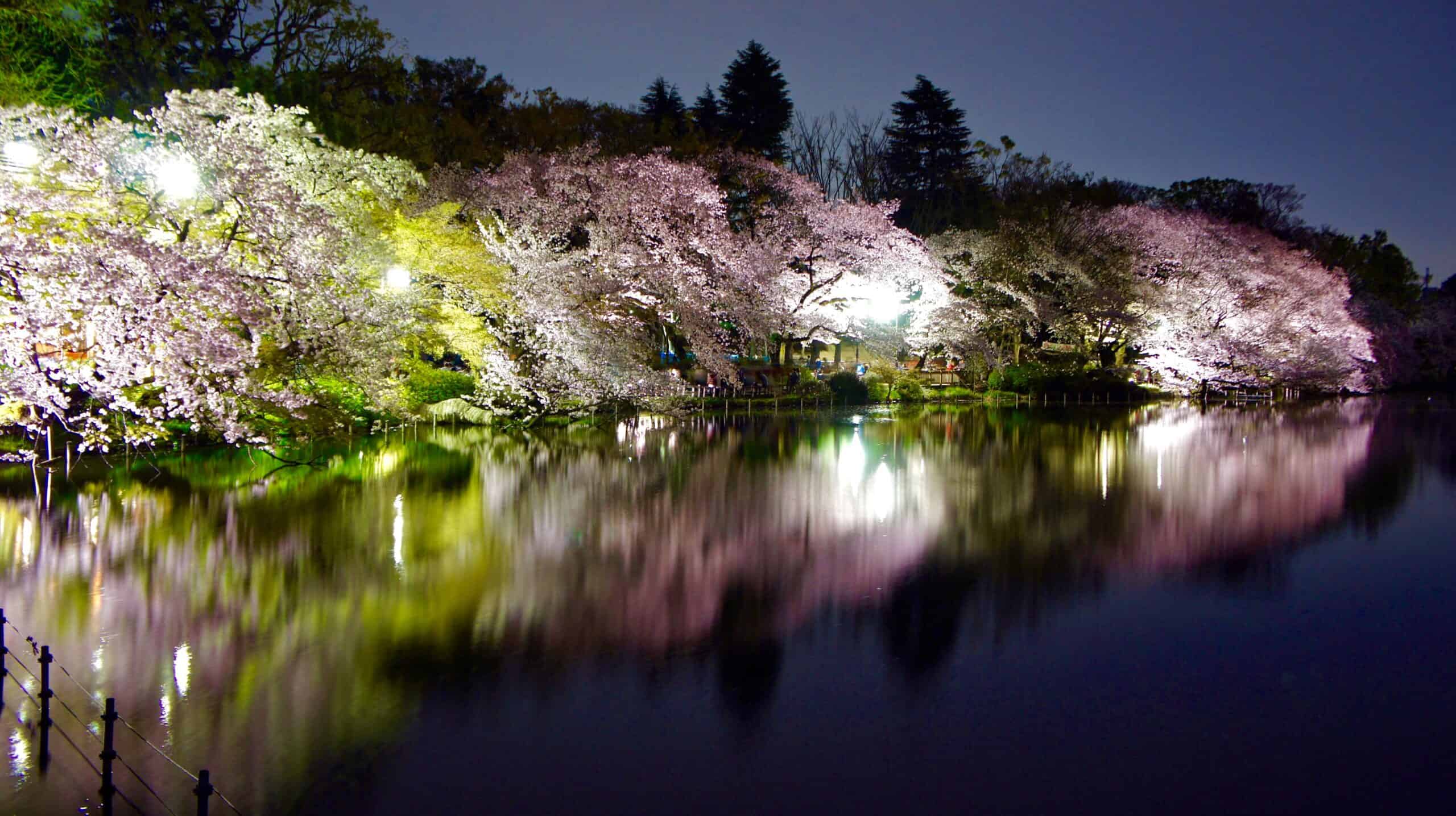 Cherry trees in bloom lit at night beside a path in Inokashira Park, near the studio ghibli japan museum