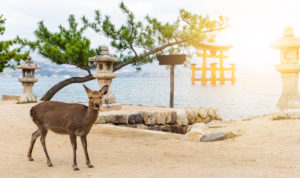 A photo of a deer in Itsukushima Shrine under the bright sun