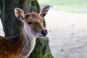 A deer in Nara Park, Japan