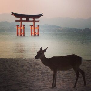 Itsukushima Shrine with a deer in Miyajima Island, Japan