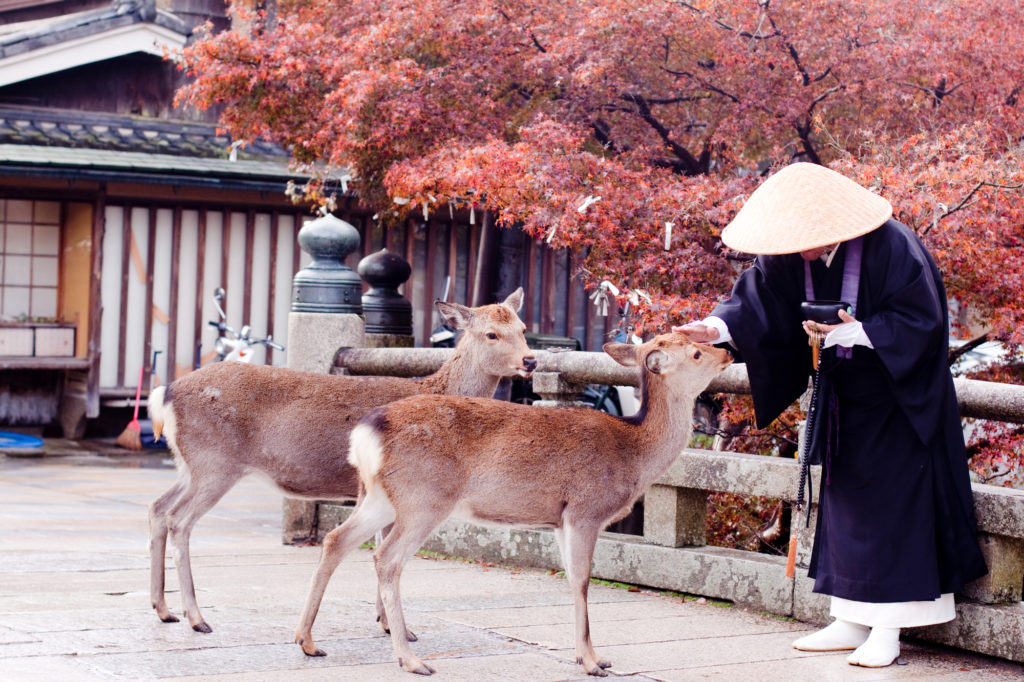 A buddhist monk and two deers in Nara Park