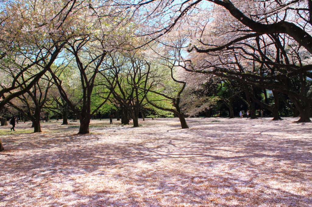 Cherry Blossom in Shinjuku Gyoen