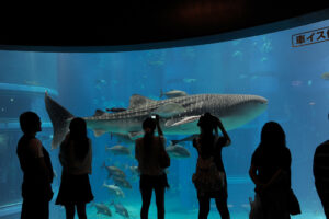 People taking pictures of different kinds of fish in Kaikyukan Aquarium in Osaka