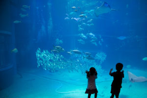 Kids looking in awe at the different kind of fish in Kaikyukan Aquarium in Osaka
