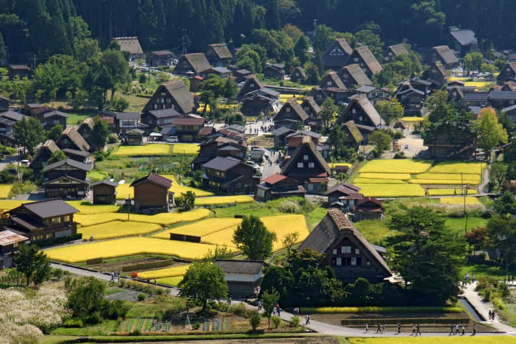 Thatched gassho farmhouses among golden rice fields in Shirakawa-go
