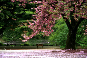 Cherry Blossom and Lake in the Background