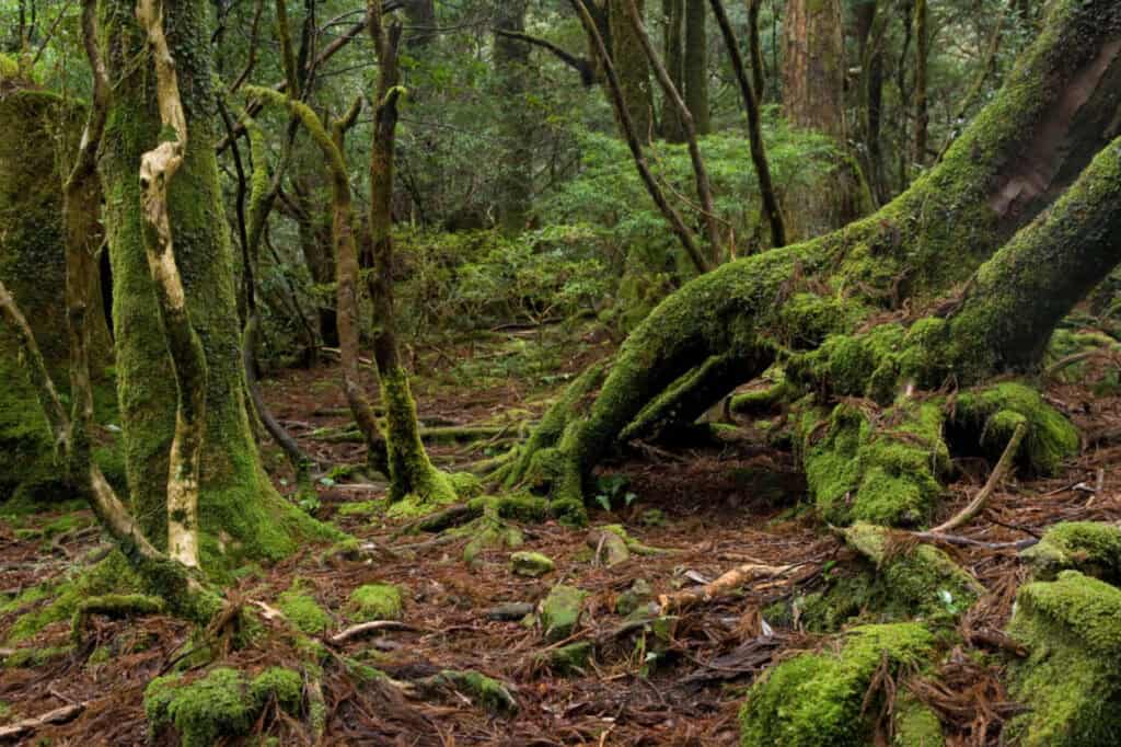 An ancient moss-covered forest with twisting roots and tall cedars on a Japanese island