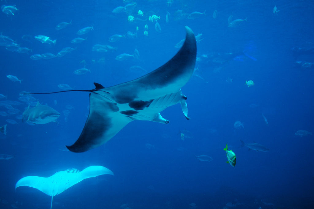 Scuba Diving in Japan