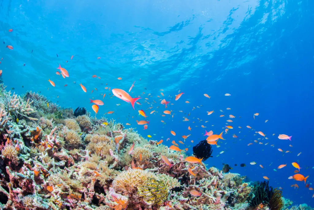 Scuba Diving in Japan