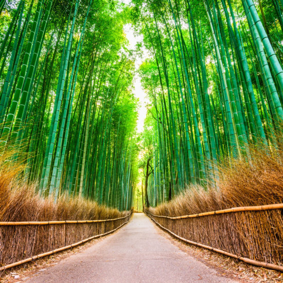 Tours bamboo 1 550x550 - Tours