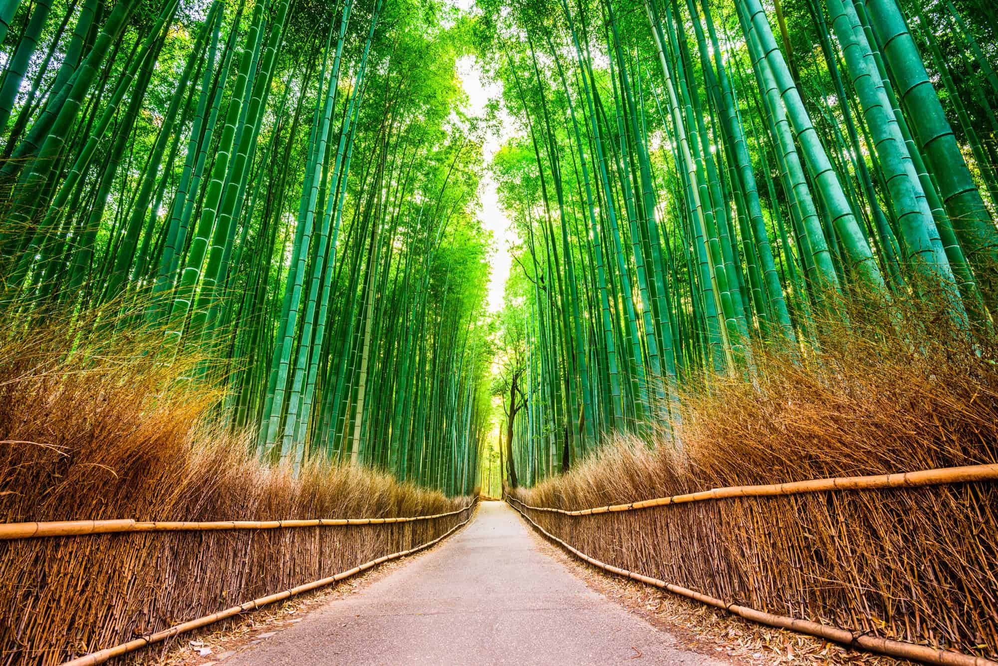 A path through a tall green bamboo grove in Kyoto, an image of strength in Japanese boy names