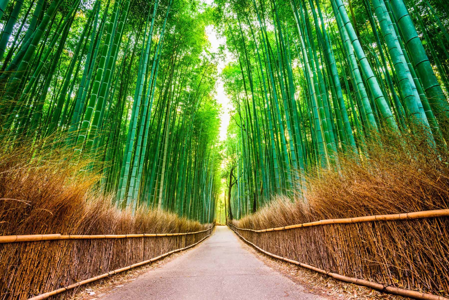 Beautiful Japanese words begin in scenes like this: sunlight filtering through a tall bamboo grove onto a path
