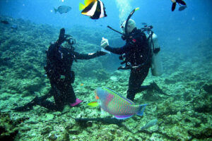 Scuba Diving in Japan