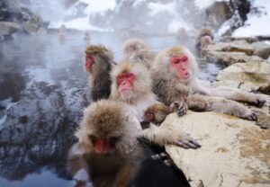 photography tour ideas in japan