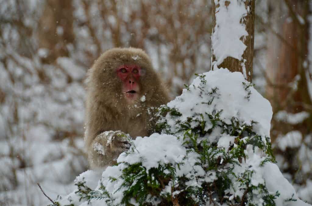 A Japanese snow monkey with a red face sitting among snow-covered branches in winter