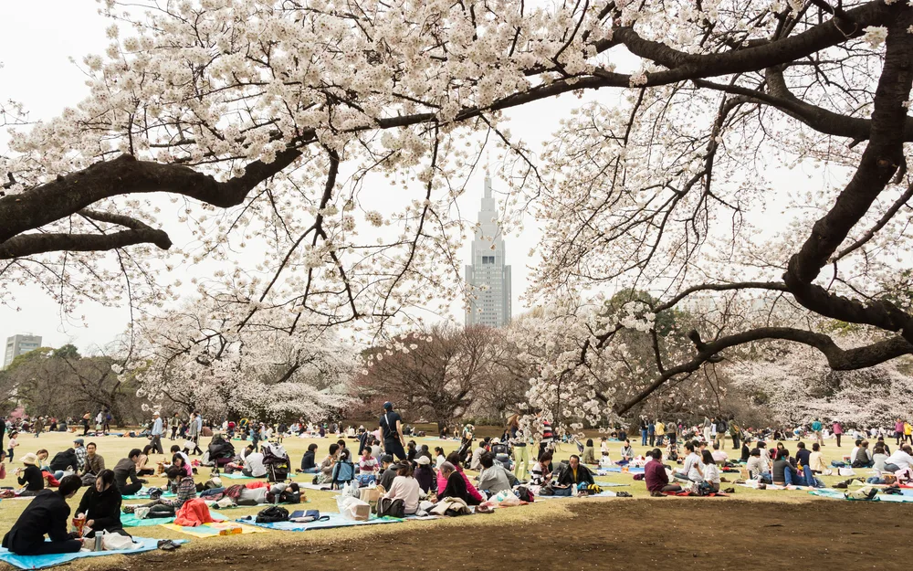 Tokyo, Japan - March 23, 2013: Japanese people is sitting in Shinjukugyoen park seeing Sakura blossom at Shinjuku, Tokyo, Japan