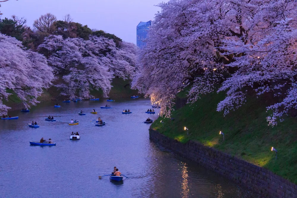 Cherry Blossom Tokyo - Honeymoon Destinations in Japan