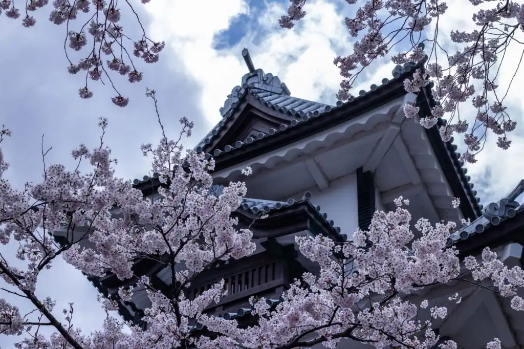 Cherry blossoms framing the white walls and dark roofs of Kanazawa Castle
