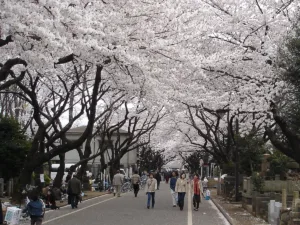 Yanaka cemetery