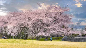 Cherry Blossom Season: The Magic of Japan's Spring