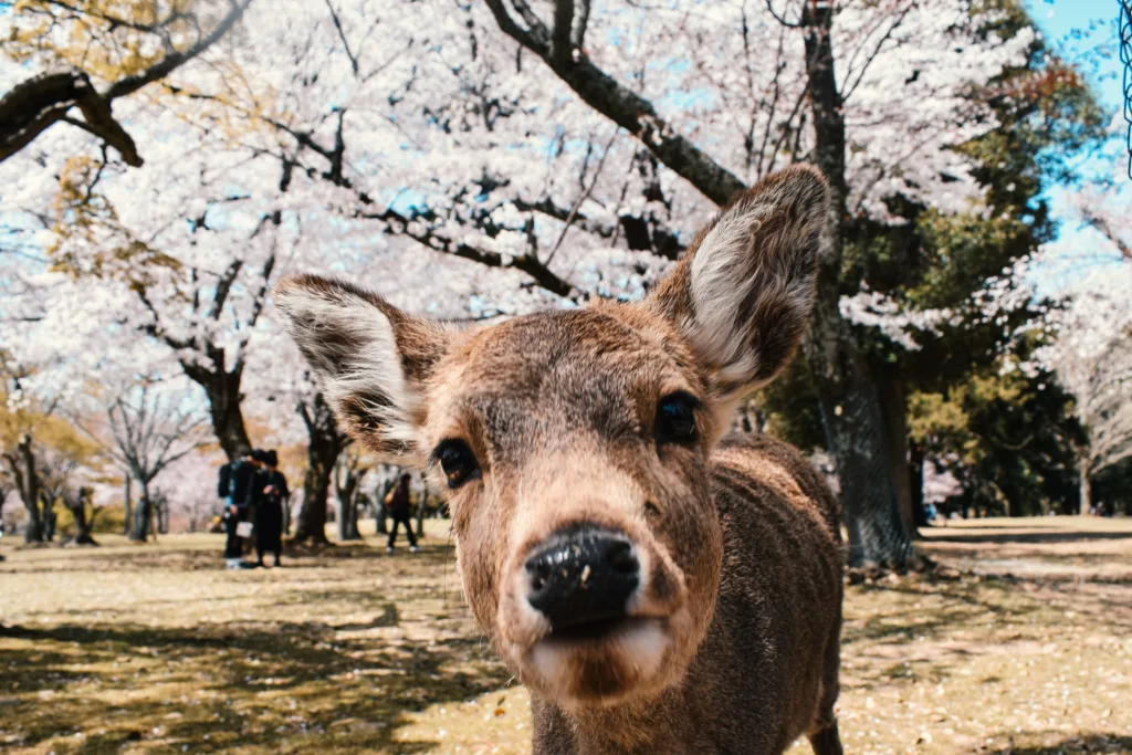 A curious deer looking into the camera in Nara Park, with cherry trees in bloom behind