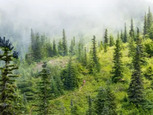 Take Your Running Off-Road: The Ultimate Guide to Trail Running in Japan