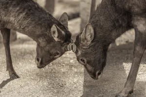 The Stunning World of Wildlife Photography in Japan