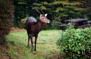 The Stunning World of Wildlife Photography in Japan