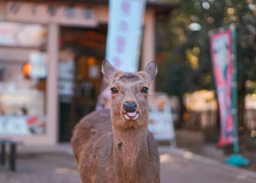 The Stunning World of Wildlife Photography in Japan