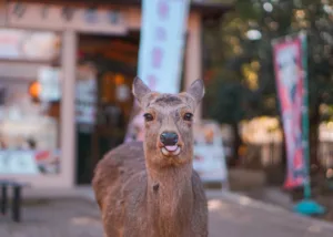 The Stunning World of Wildlife Photography in Japan