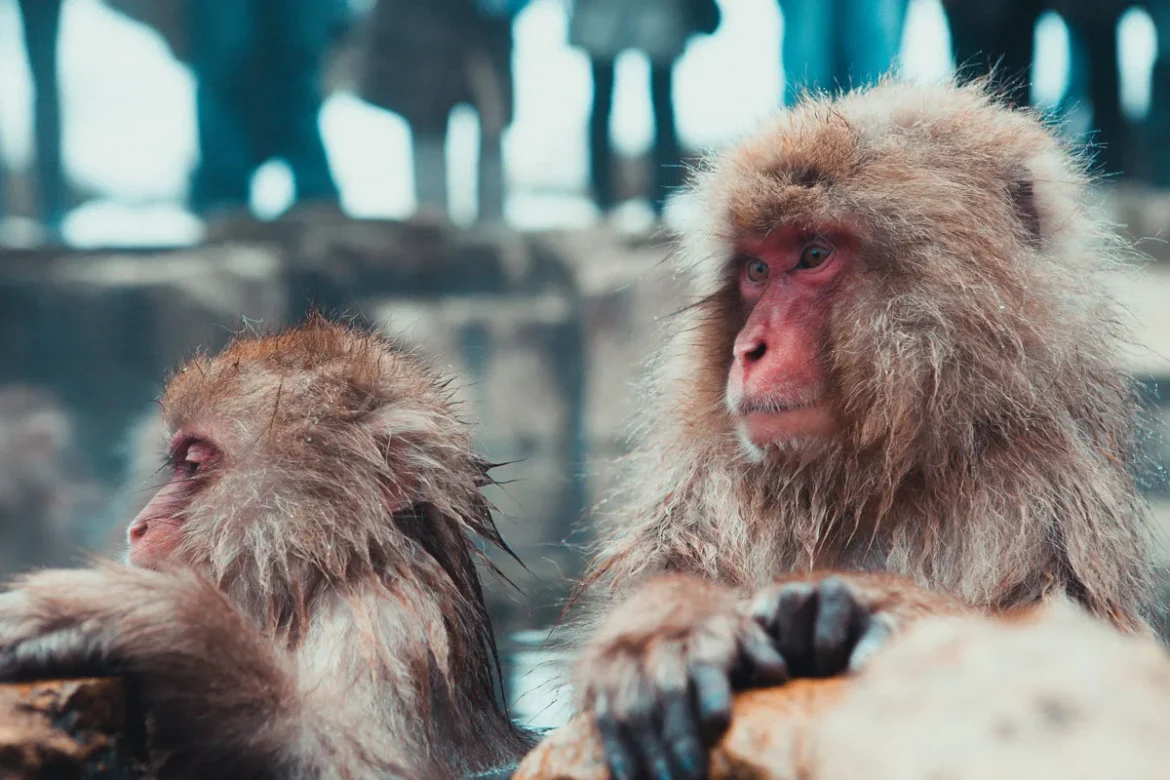 The Stunning World of Wildlife Photography in Japan The Stunning World of Wildlife Photography in Japan