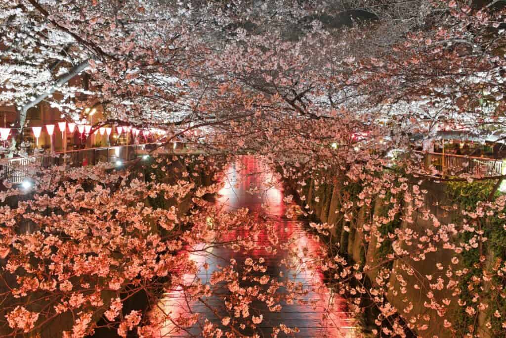 Pink cherry blossoms arching over a narrow river lit with lanterns at night in Tokyo