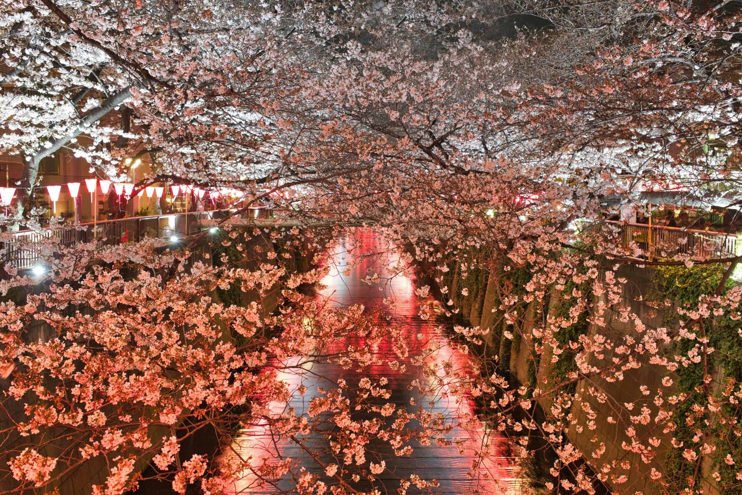 Japanese nature names begin with scenes like this: cherry trees in full bloom arching over a lantern-lit river at night