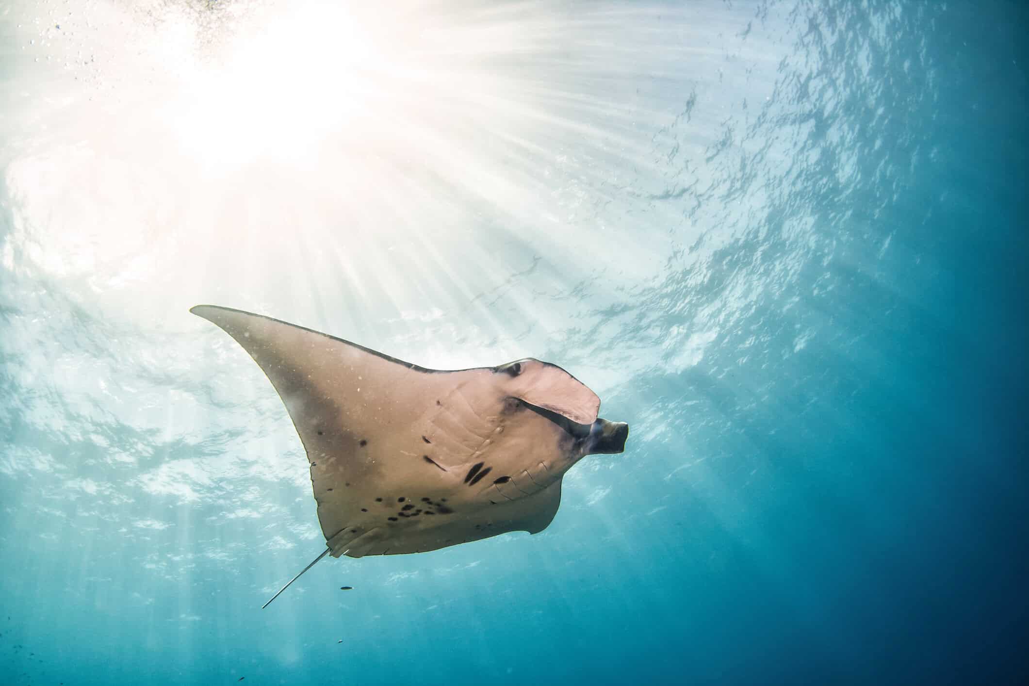 A manta ray circling a cleaning station off Ishigaki, wings spread wide above the reef