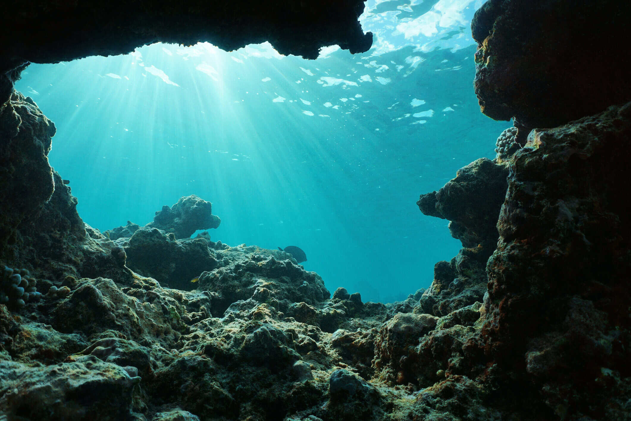 A temperate dive site off the Izu Peninsula — cooler green-blue water and volcanic reef
