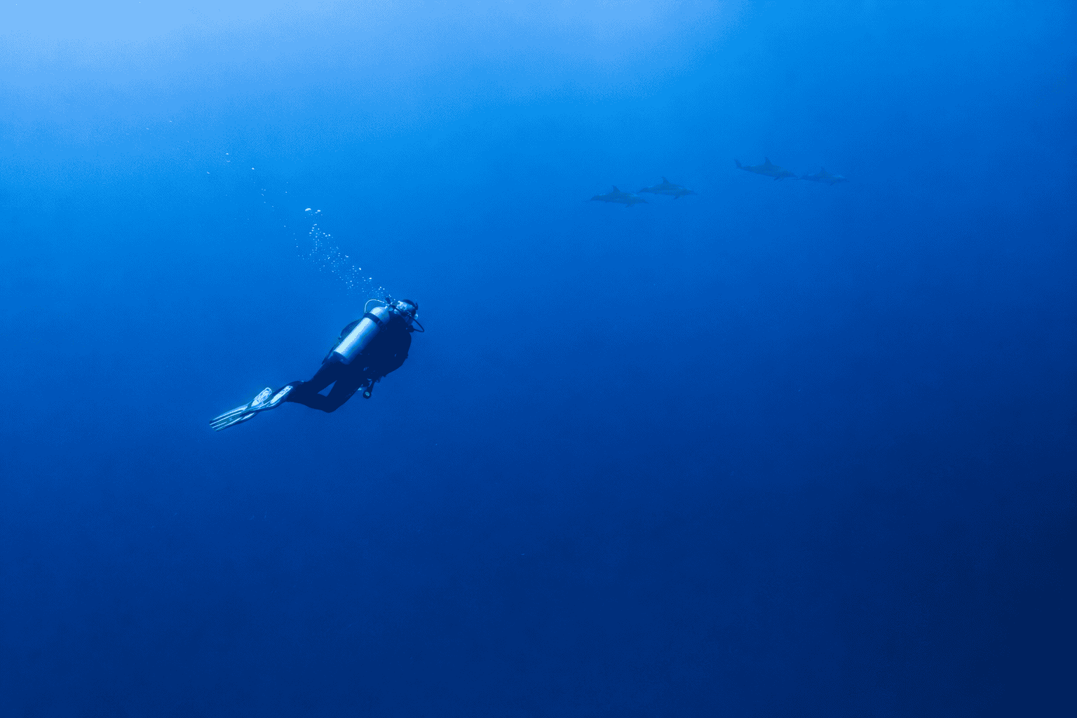 Open-ocean diving in the remote Ogasawara Islands, a long ferry ride south of Tokyo