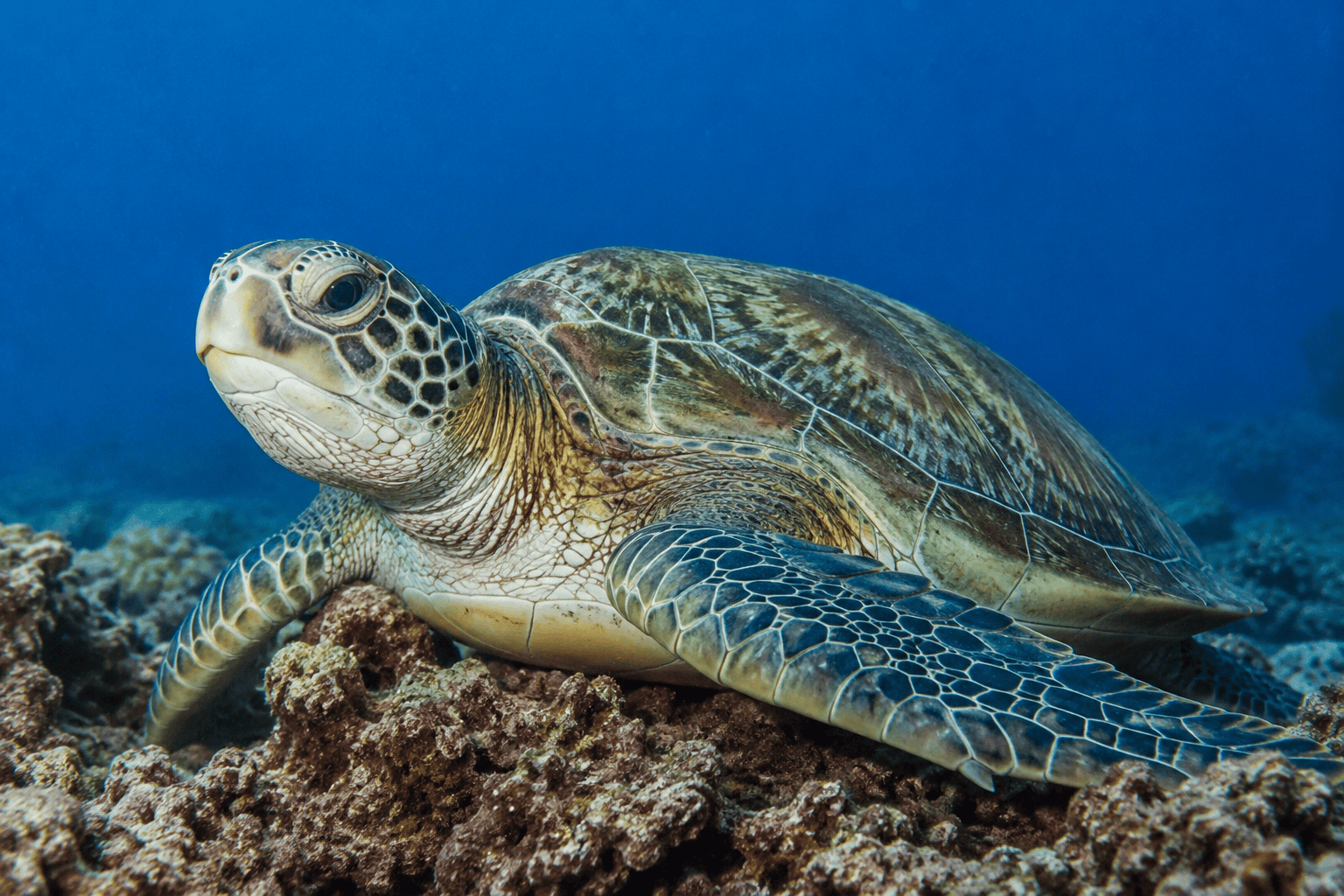 A green sea turtle resting on a coral ledge in clear Okinawan water
