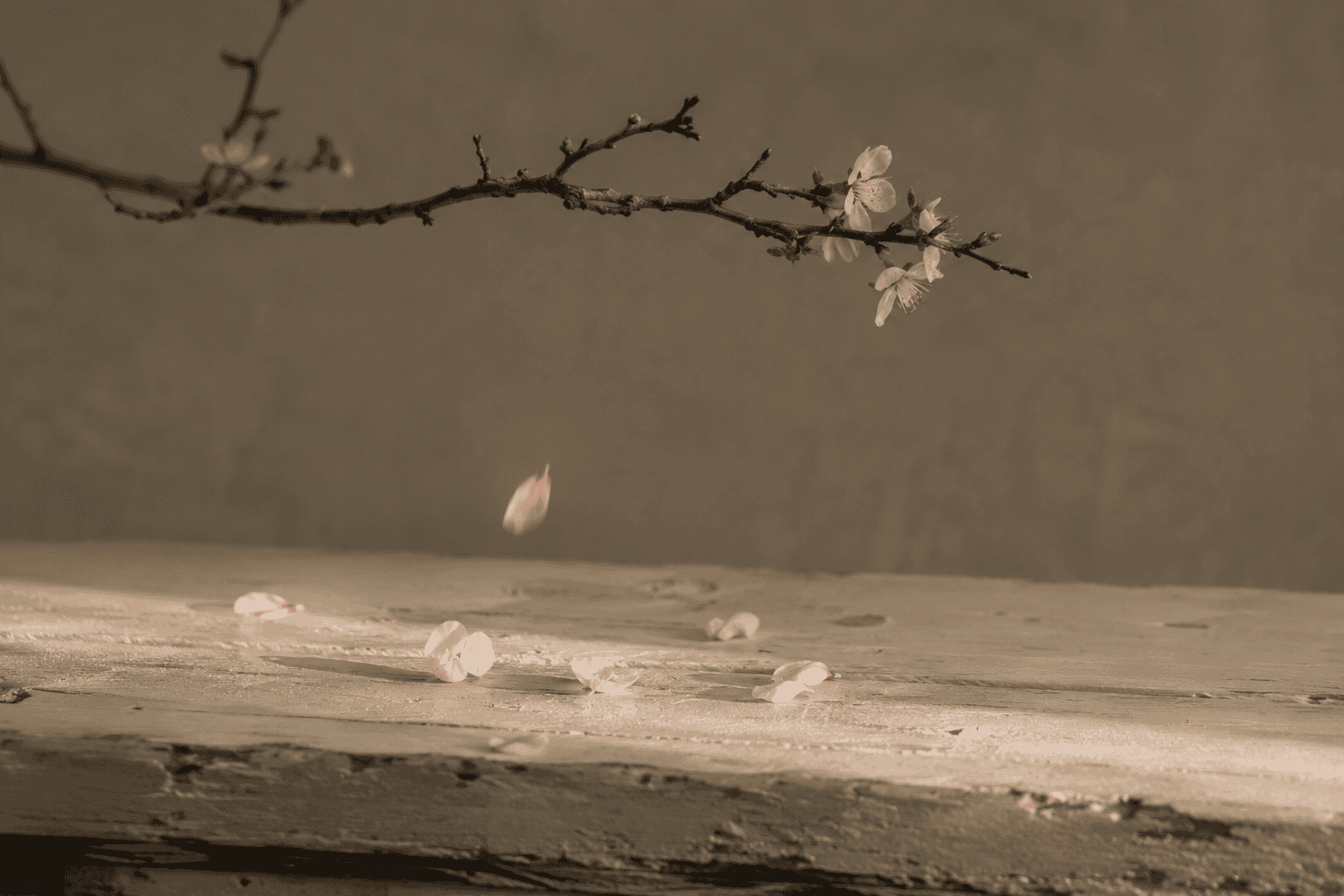 Cherry blossom petals falling in soft, fading light