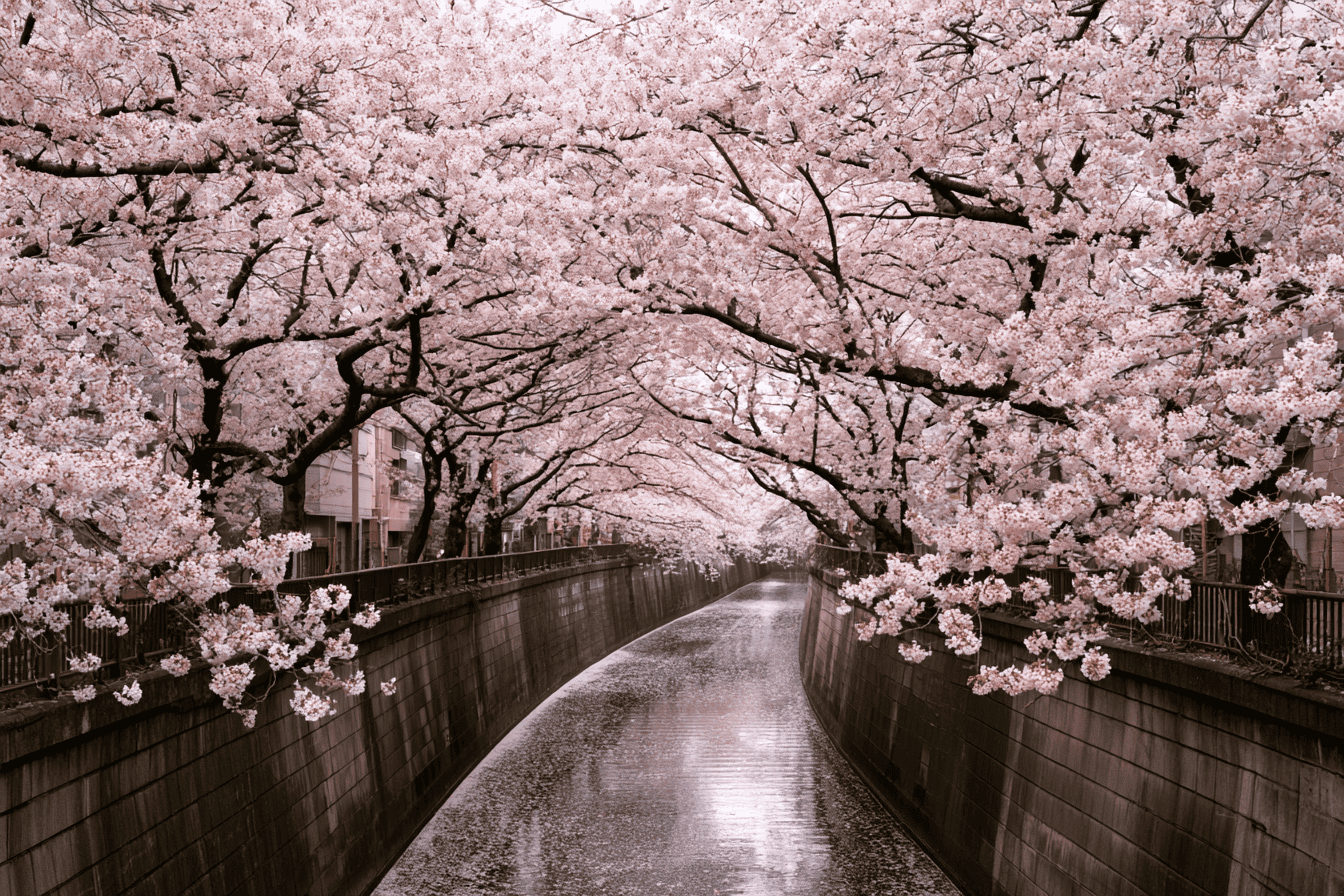 Canal lined both sides with cherry in full bloom, branches meeting overhead