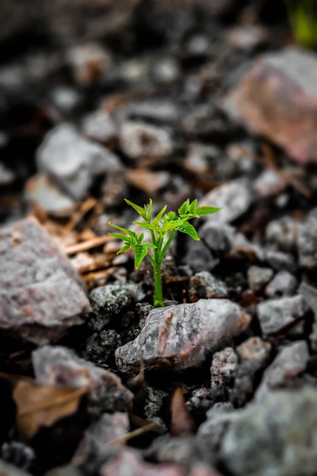 A young green sprout pushing up between grey stones, a picture of ikigai starting over from hard ground