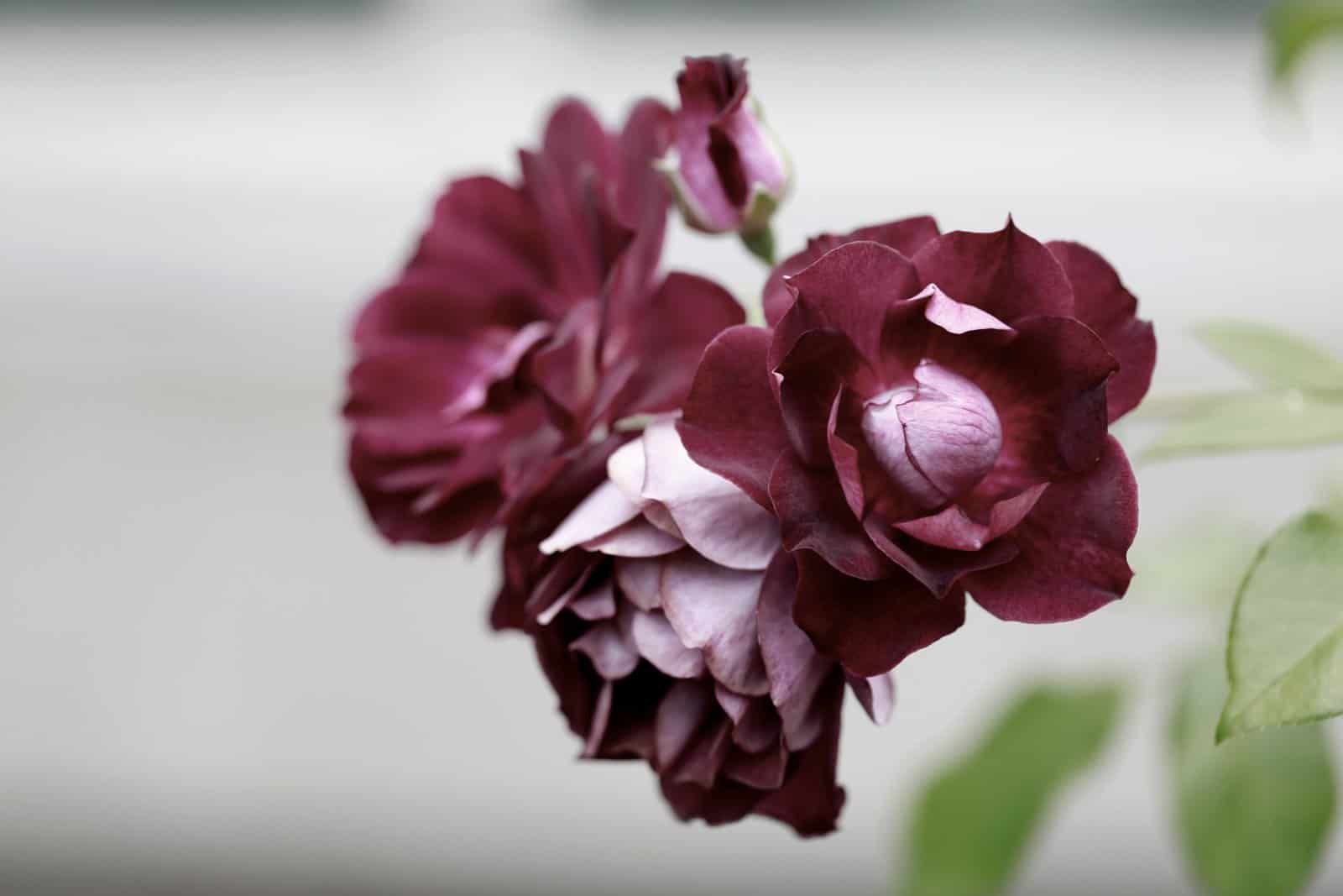 Two burgundy roses with pale pink inner petals and a small bud in soft focus, a bloom at its fullest