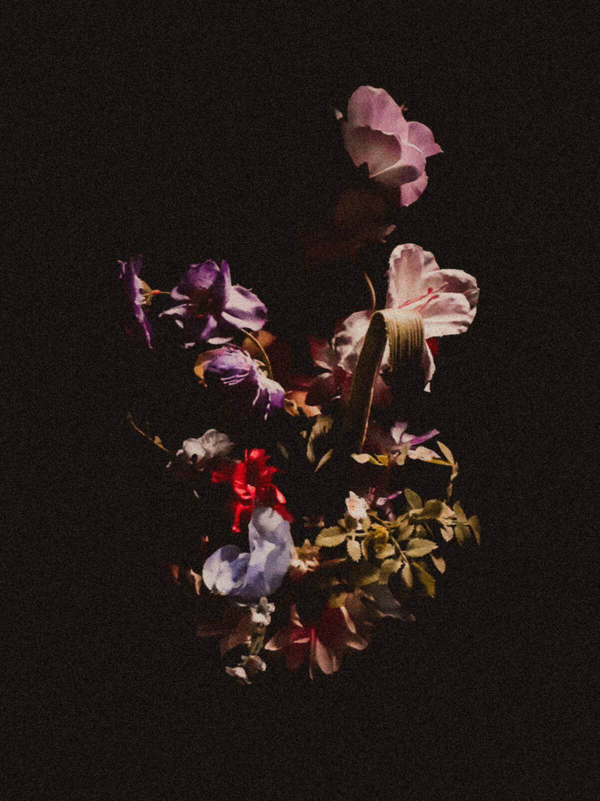 Violet, pink and red flowers lit against a black background, blooms at the edge of fading, a study in tenderness